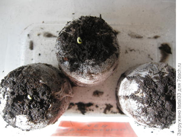 Семена посаженые в таблетки