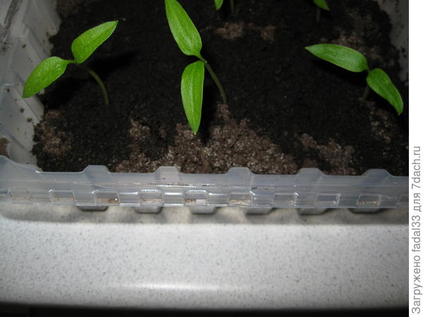 Перец в грунте