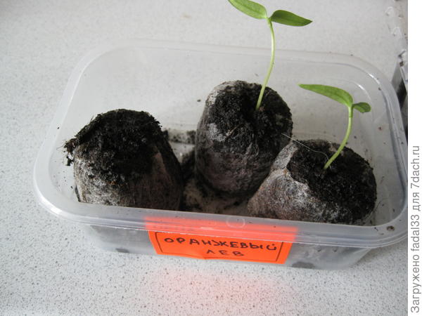 Перец в таблетках