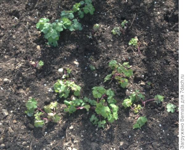 водосбор(аквилегия)