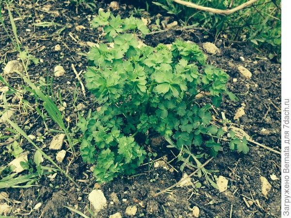 вот таких несколько кустиков