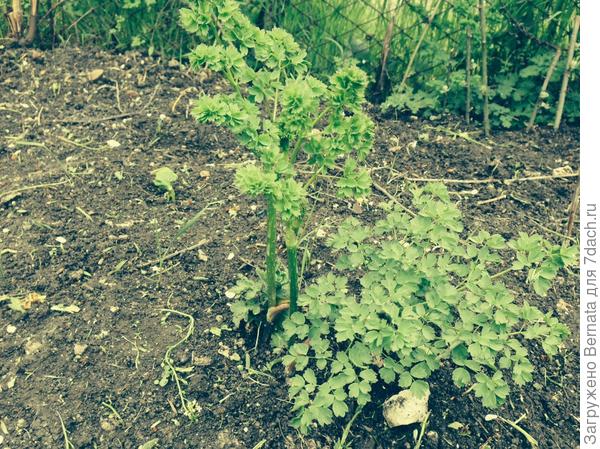 неизвестный "зверь"