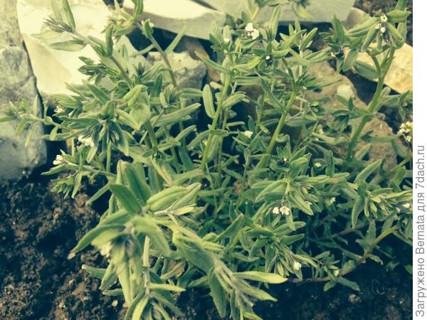 воробейник