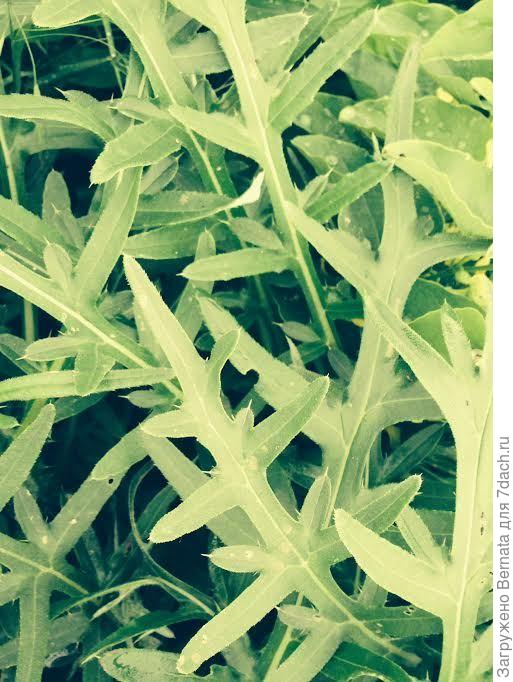 чертополох?