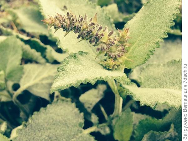 шалфей или буквица???