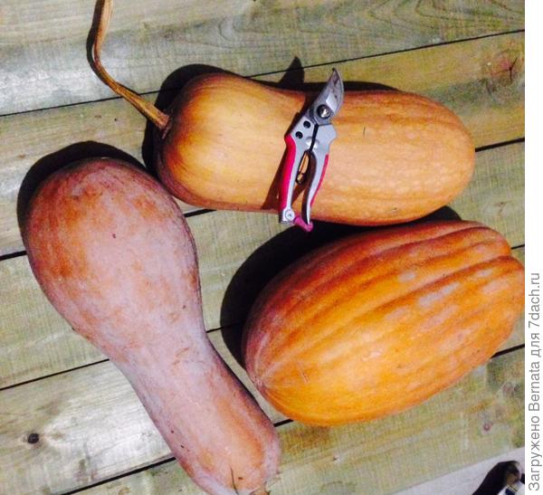 тыквы второго урожая