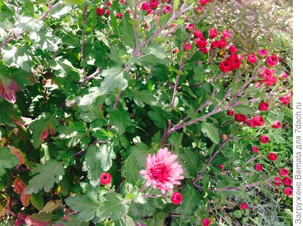 с днем рождения