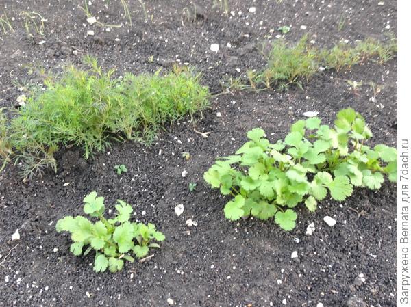 кинза,укроп