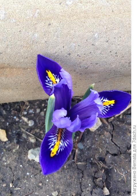 иридодиктиум