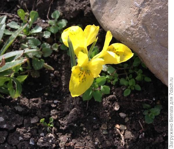 иридодиктиум