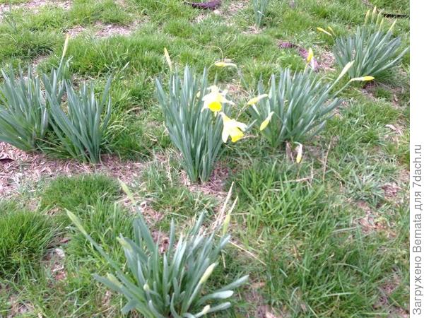 нарциссы