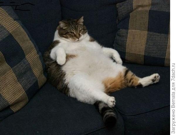 котик ...мааааленький....