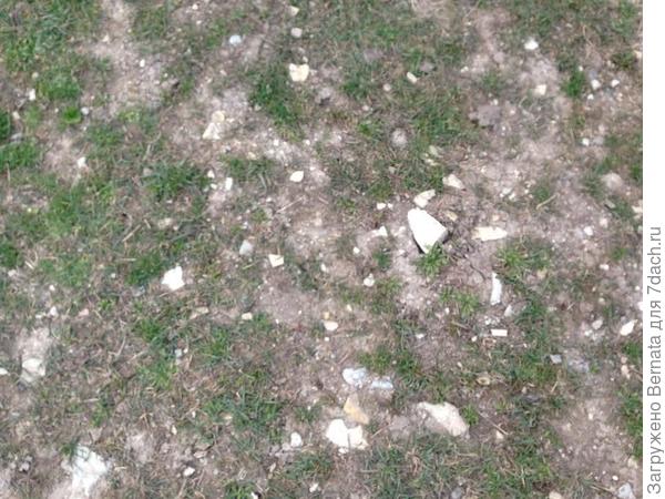 газон весной