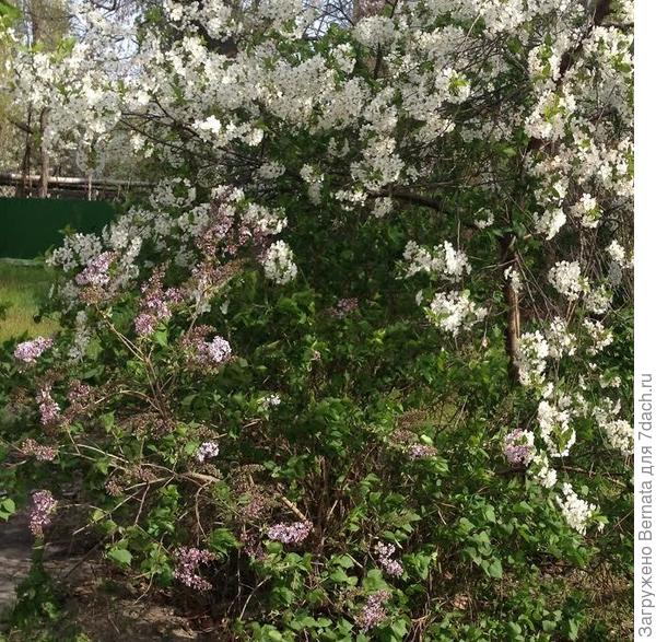 сирень и вишня