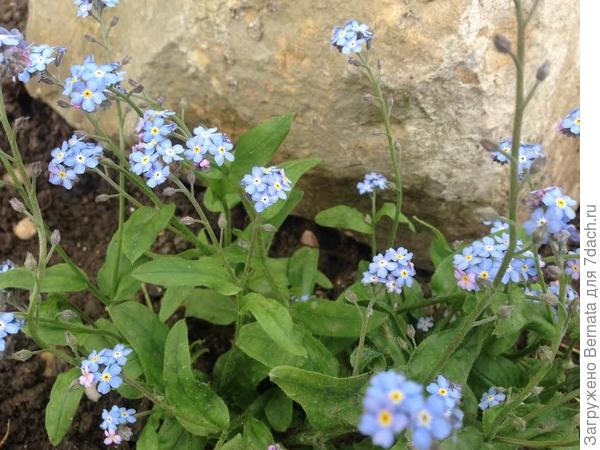 С Днем Рождения