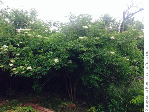 Черная бузина