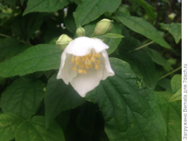 Чубушник Чубушник