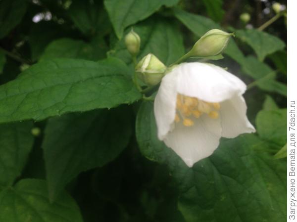 Чубушник Чубушник