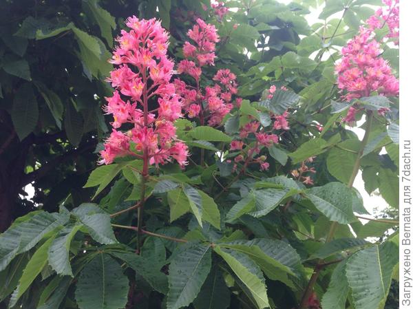 Свечки Свечки