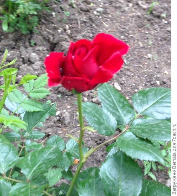 Красная Красная