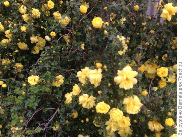 Желтая розочка Желтая розочка