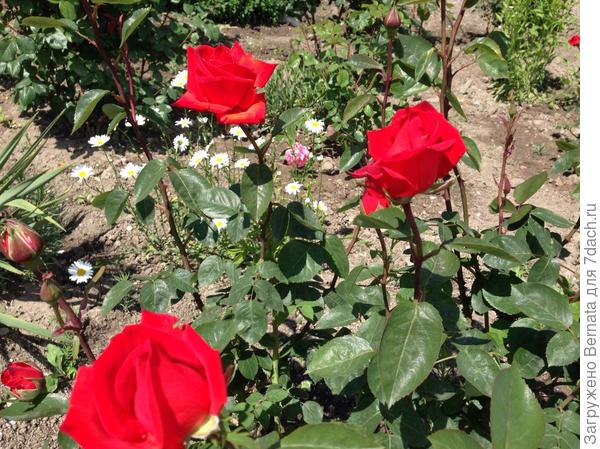 С днем рождения!!! С днем рождения!!!