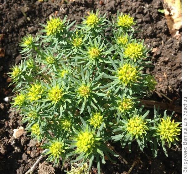 молочай кипарисовый