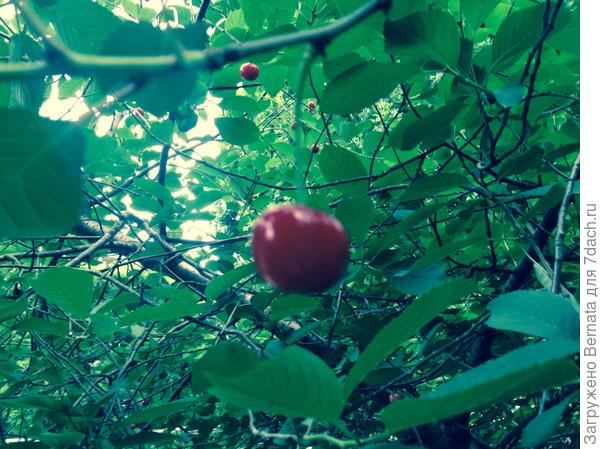 Созрели вишни в саду у тети.....