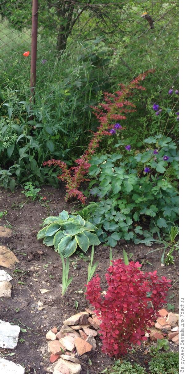 На заднем плане, возле забора...