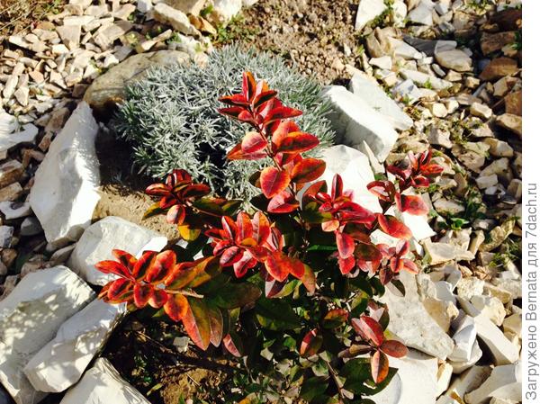 бирючина осенью и всю зиму