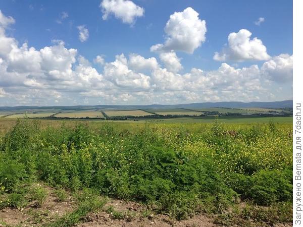 поля