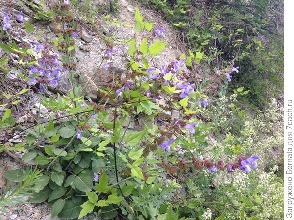 Незнакомец