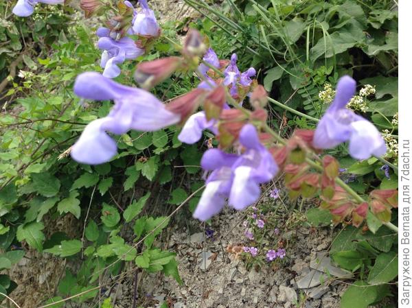 Незнакомец