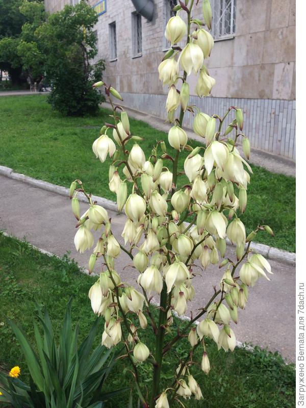 И юкка уже вовсю цветет...