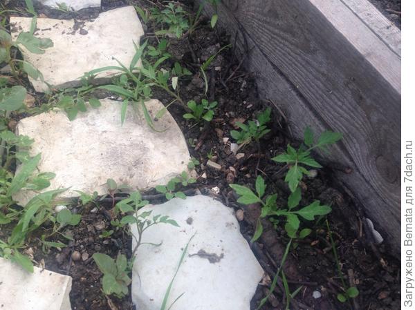 Под дорожкой даже...