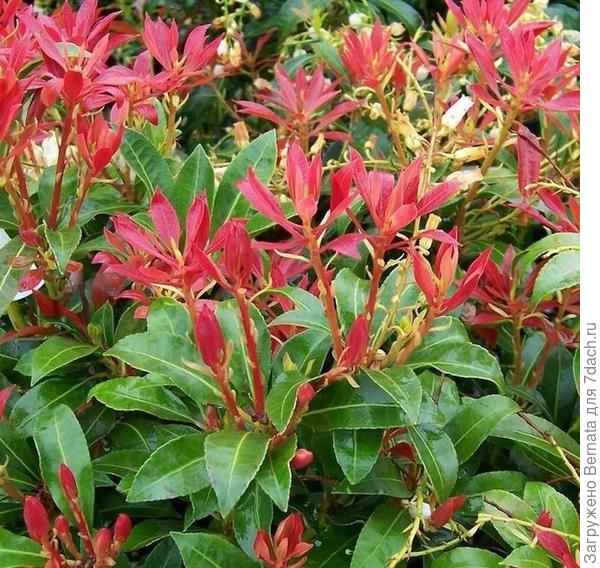 Фото из интернета