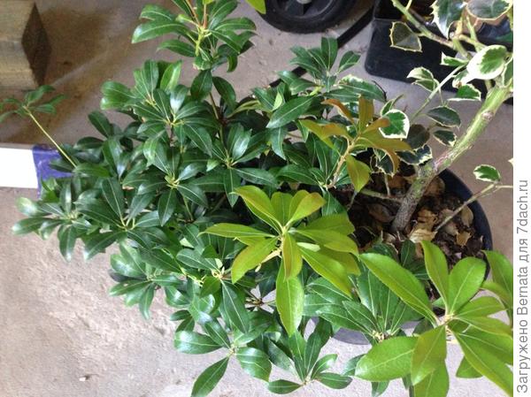 Мой еще маленький