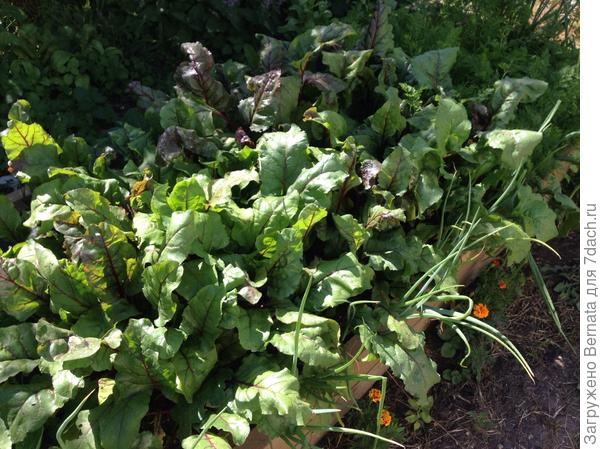 Свекла и морковка