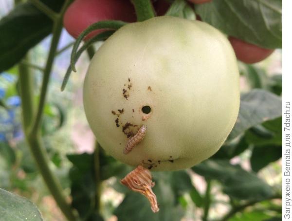 Гусеница в помидоре