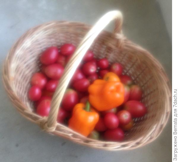 Утренний сбор урожая