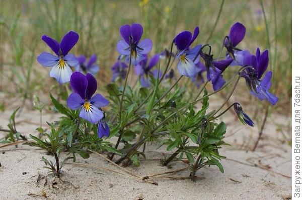 Фотка из интернета