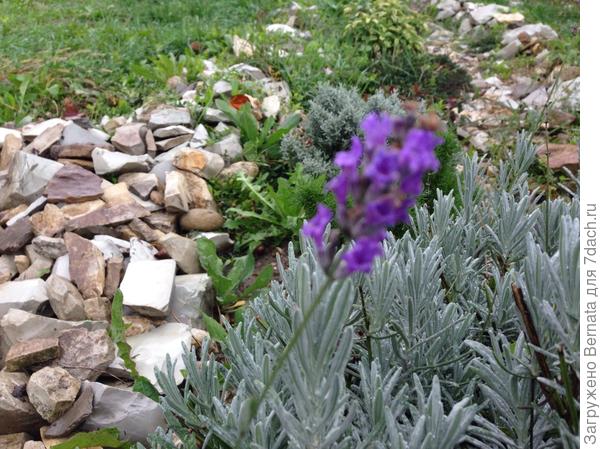 Это вам... Последний цветок лаванды...