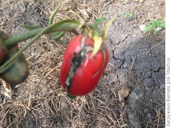 Доброго времени суток. Вопрос такой: некоторые помидоры стали трескаться и покрываться плесенью. Речь идет о тех кустах, которые находятся в теплице.