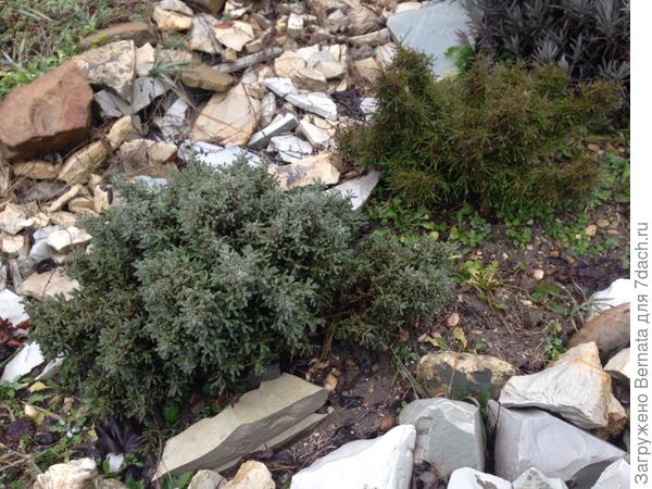 Две сантолины - симпатяжки