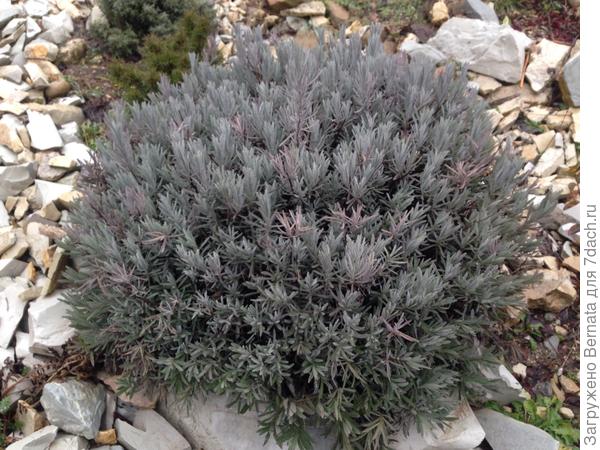 Лаванда в январе