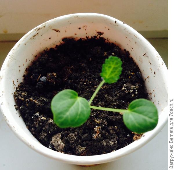 Неопознанный растущий объект :))