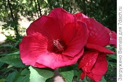 Посажу все семена, что есть, а если на получится, то весной среду черенки...