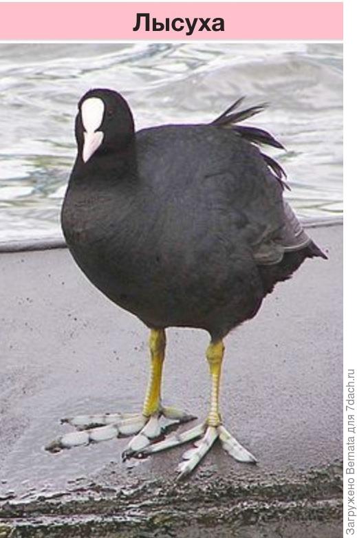 Из Википедии