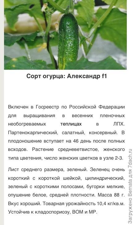 Вот такой. И выращивай его на подоконнике:))