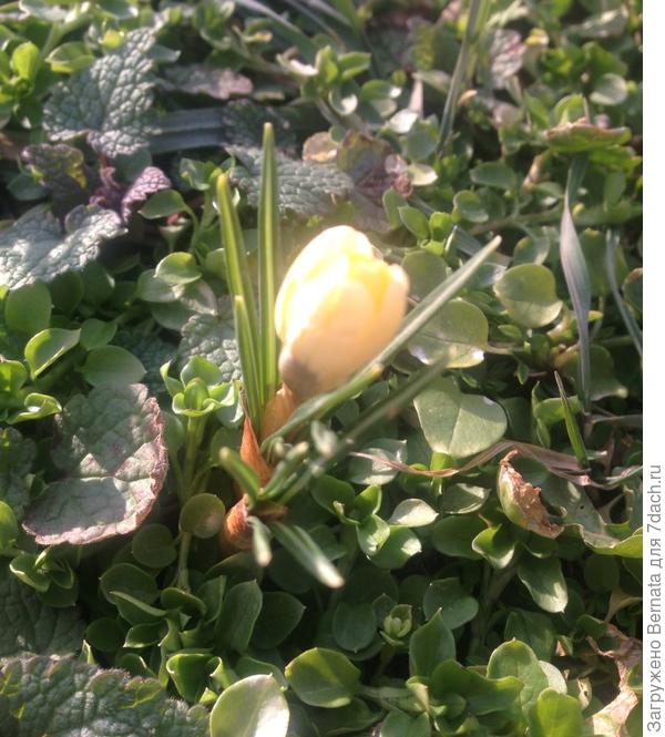 Первый крокус этого года -26 февраля